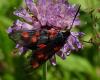Zygaena lonicerae